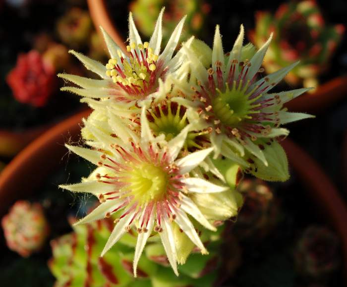 Sempervivum Dachwurz Hauswurz